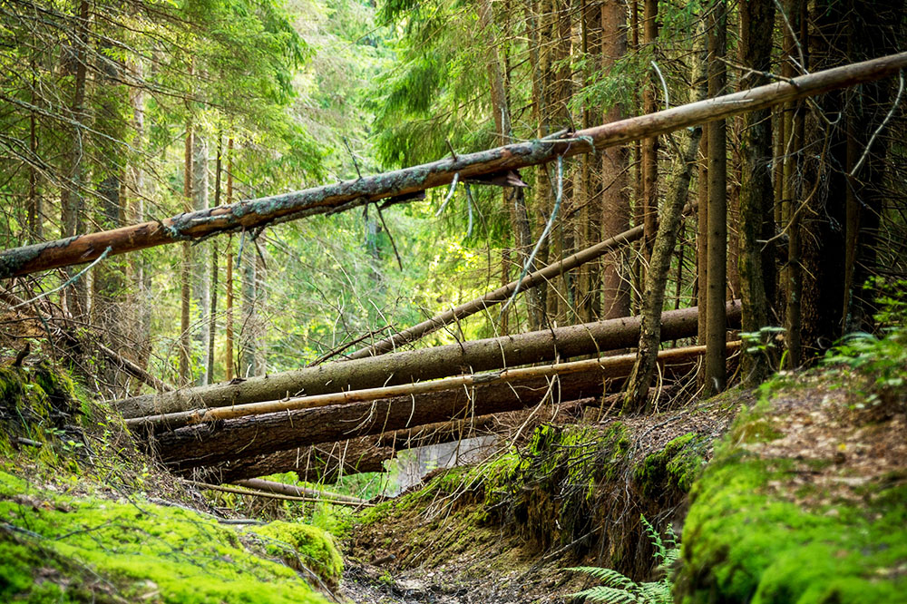 Aixvitalis Naturheilpraxis Brigitte Over, chronische Erschöpfung, Wald mit umgefallenen, quer liegenden Baumstämmen